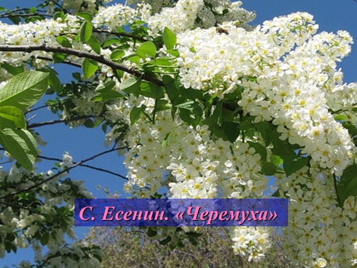 Презентация по литературному чтению на тему "Биография Есенина" (3 класс) - Скачать школьные презентации PowerPoint бесплатно | Портал бесплатных презентаций school-present.com