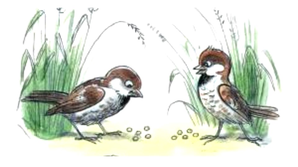 Презентация к пособию М.В. Буряк "Функциональная грамотность 1 класс" "Чик и Чирик" - Скачать школьные презентации PowerPoint бесплатно | Портал бесплатных презентаций school-present.com