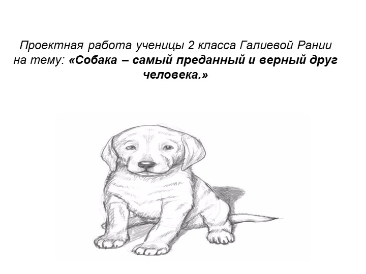 Проектная работа " Моя собака" - Скачать школьные презентации PowerPoint бесплатно | Портал бесплатных презентаций school-present.com