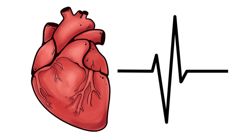 Презентация к уроку по биологии на тему: "Первая помощь при кровотечениях" (8 класс) - Скачать школьные презентации PowerPoint бесплатно | Портал бесплатных презентаций school-present.com