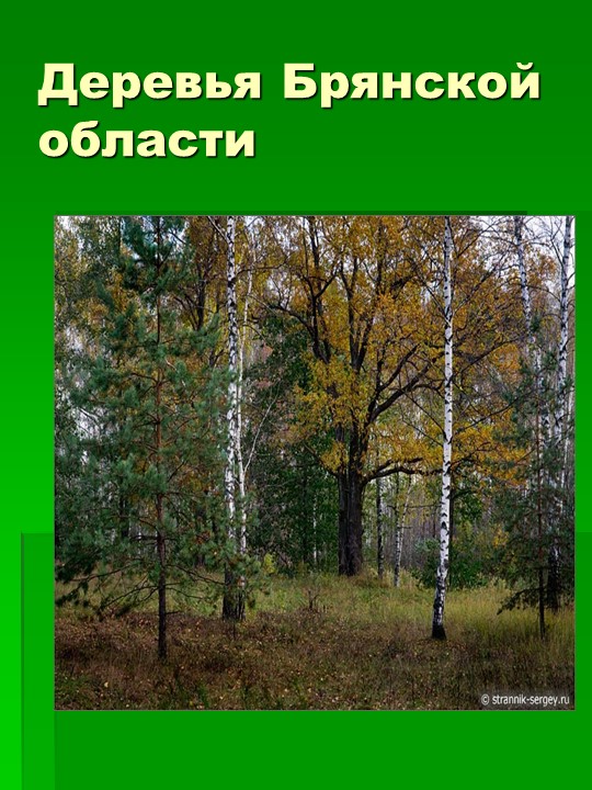 Презентация на тему "Деревья Брянской области" - Скачать школьные презентации PowerPoint бесплатно | Портал бесплатных презентаций school-present.com