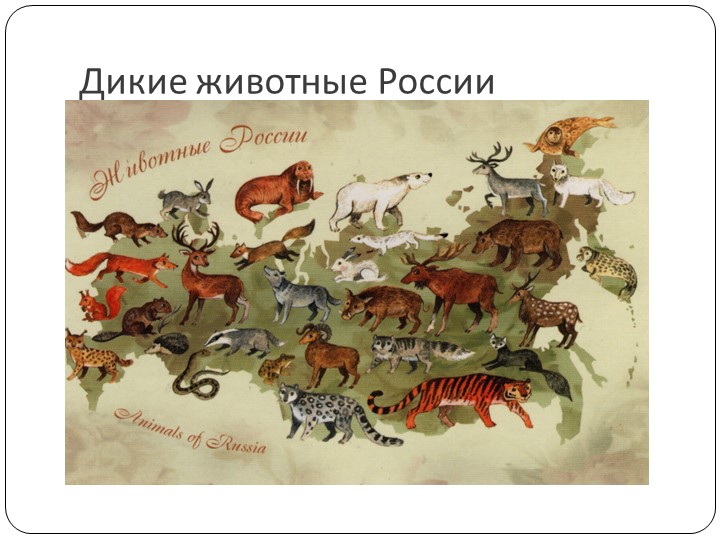 Презентация по окружающему миру на тему:" Дикие животные России" - Скачать школьные презентации PowerPoint бесплатно | Портал бесплатных презентаций school-present.com