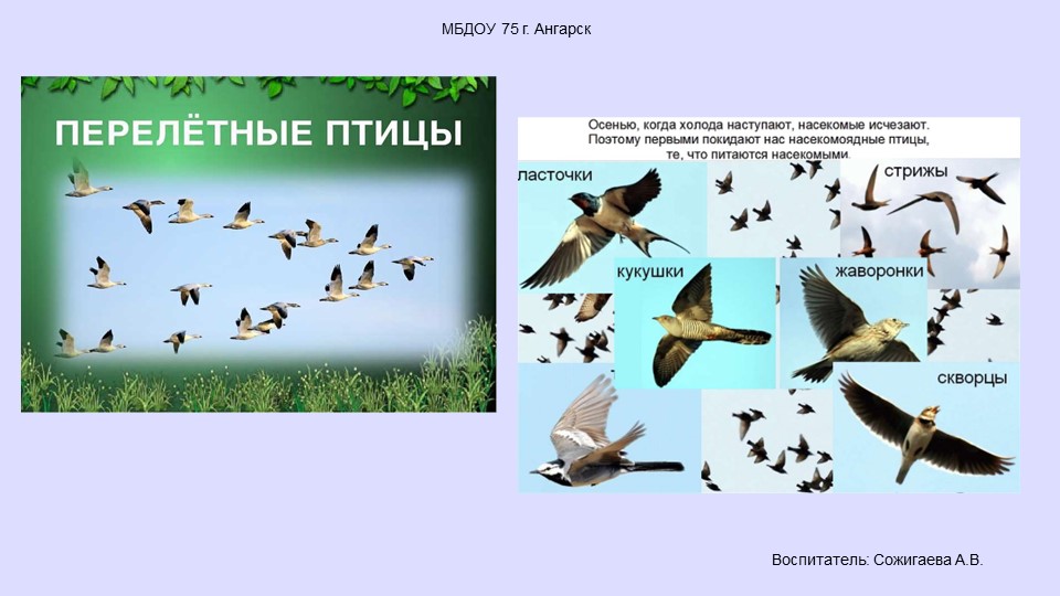 Презентация по окружающему миру "Пернатые друзья, перелетные птицы" - Скачать школьные презентации PowerPoint бесплатно | Портал бесплатных презентаций school-present.com