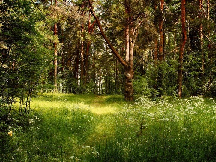 Презентация к уроку биологии на тему "Типы развития насекомых" - Скачать школьные презентации PowerPoint бесплатно | Портал бесплатных презентаций school-present.com