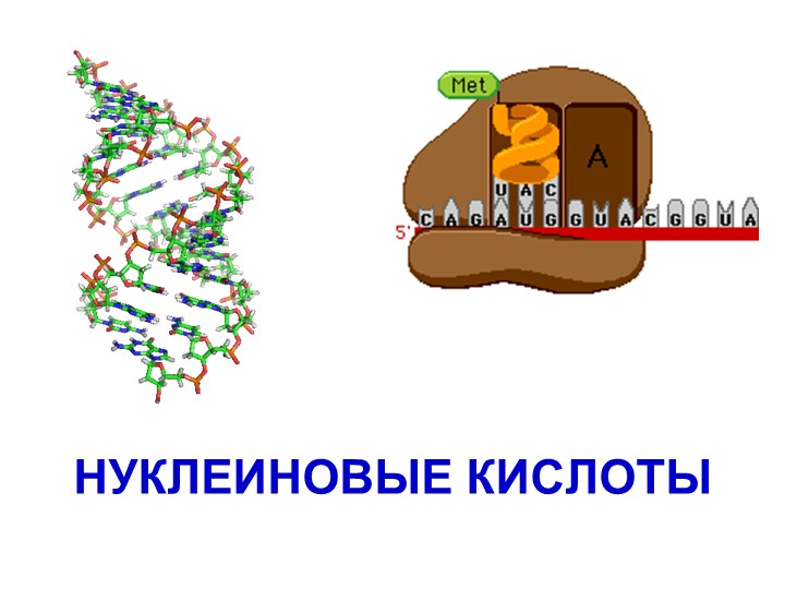 Презентация "Химический состав клетки.Нуклеиновые кислоты" - Скачать школьные презентации PowerPoint бесплатно | Портал бесплатных презентаций school-present.com