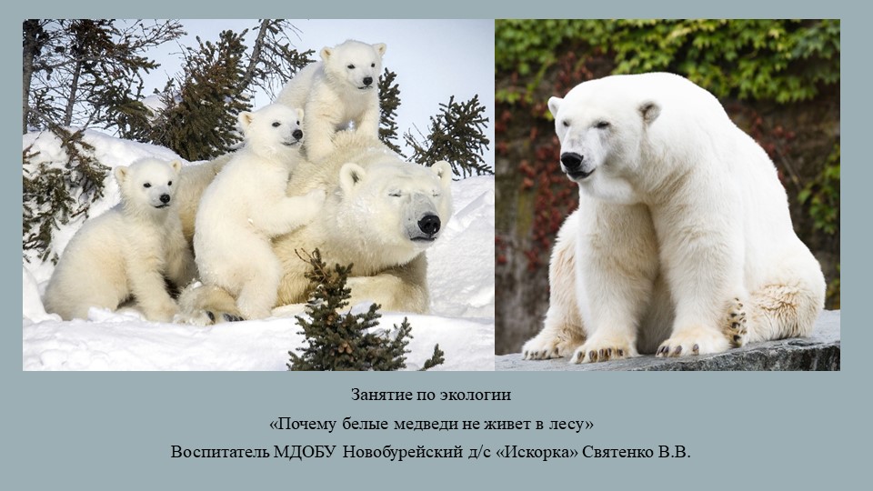 Презентация на тему "Почему белые медведи не живут в лесу" - Скачать школьные презентации PowerPoint бесплатно | Портал бесплатных презентаций school-present.com