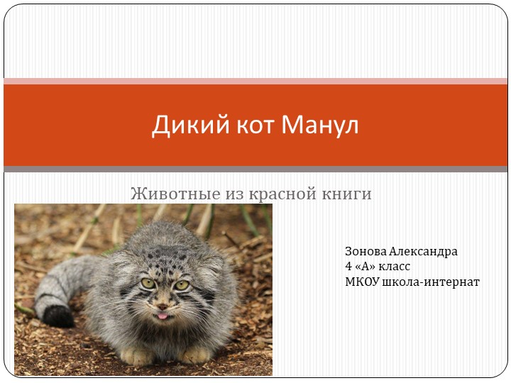 Презентация "Манул-животное красной книги" - Скачать школьные презентации PowerPoint бесплатно | Портал бесплатных презентаций school-present.com