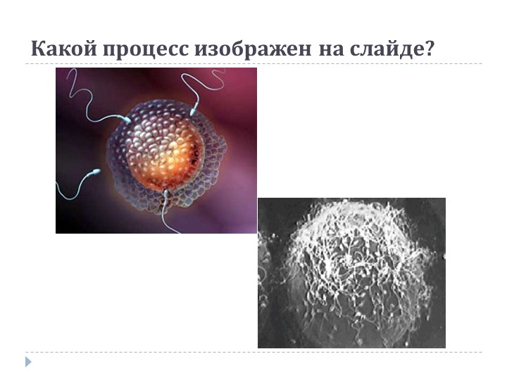 Презентация по теме "Онтогенез" - Скачать школьные презентации PowerPoint бесплатно | Портал бесплатных презентаций school-present.com