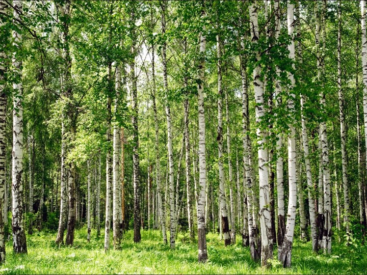 Презентация: 200-летие со дня рождения Н.А. Некрасова, 2021г. - Скачать школьные презентации PowerPoint бесплатно | Портал бесплатных презентаций school-present.com