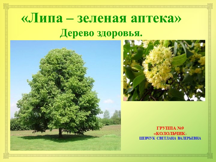 Презентация по экологии "ЛИПА." "(для детей 6-7 лет) - Скачать школьные презентации PowerPoint бесплатно | Портал бесплатных презентаций school-present.com