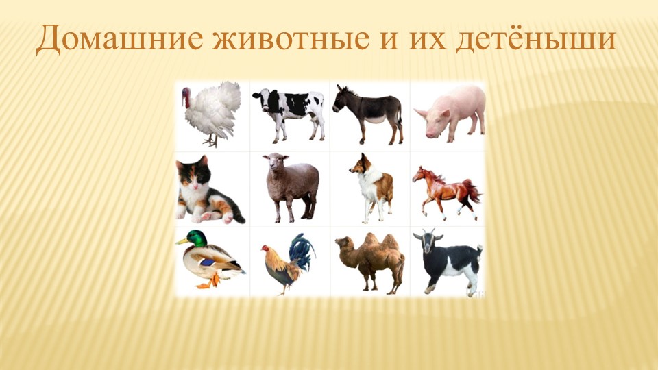 Презентация для старшей группы по теме:"Домашние животные и их детеныши" - Скачать школьные презентации PowerPoint бесплатно | Портал бесплатных презентаций school-present.com