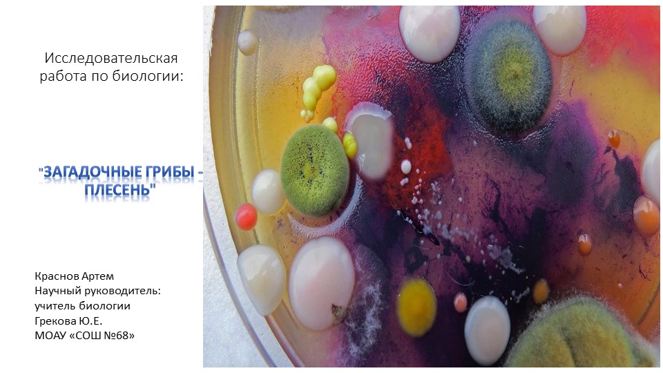 Исследовательская работа "Загадочные грибы-плесень" (презентация) - Скачать школьные презентации PowerPoint бесплатно | Портал бесплатных презентаций school-present.com