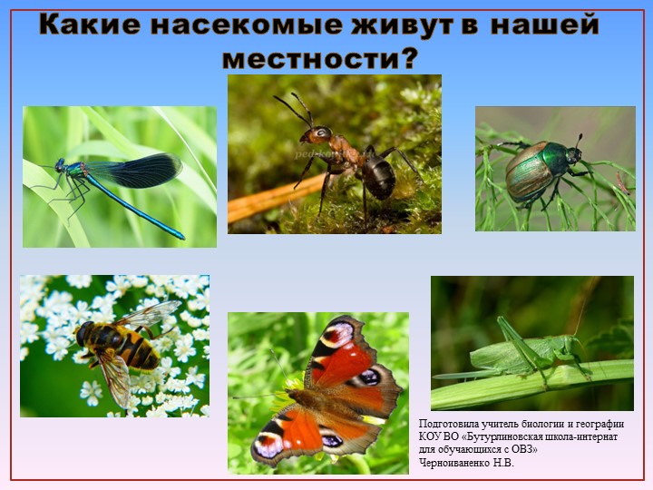 Презентация по природоведению на тему "Кузнечики, муравьи, пчелы" (6 класс) - Скачать школьные презентации PowerPoint бесплатно | Портал бесплатных презентаций school-present.com