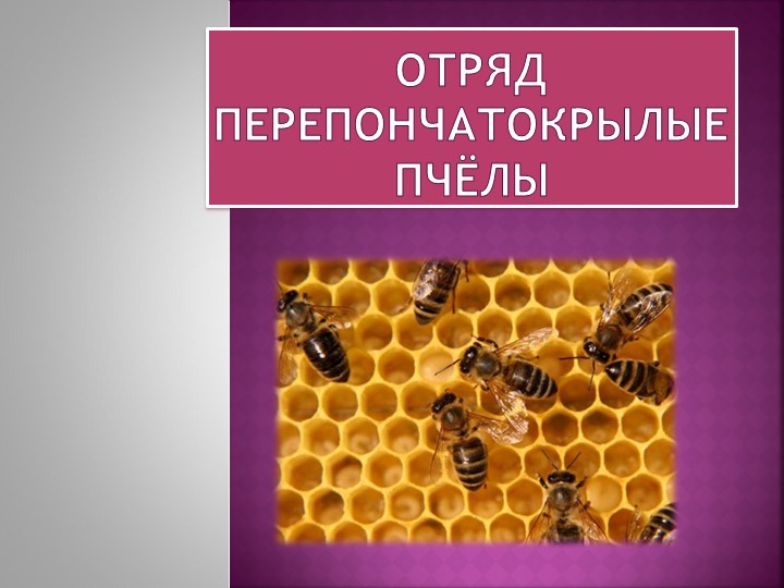 Презентация "Биологические особенности пчёл" - Скачать школьные презентации PowerPoint бесплатно | Портал бесплатных презентаций school-present.com