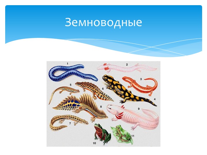 Урок по теме: класс Земноводные - Скачать школьные презентации PowerPoint бесплатно | Портал бесплатных презентаций school-present.com