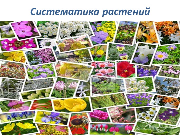 Презентация по биологи " Систематика растений" 6 класс - Скачать школьные презентации PowerPoint бесплатно | Портал бесплатных презентаций school-present.com