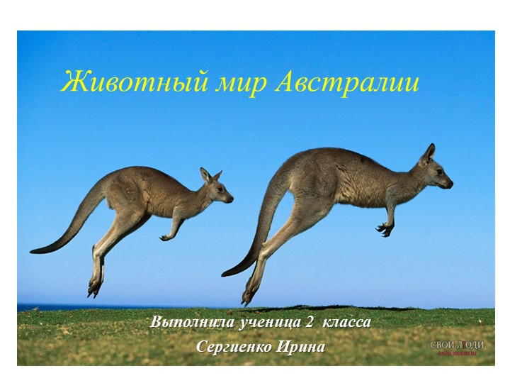 Презентация по окружающему миру (4 класс) "Животные Австралии" - Скачать школьные презентации PowerPoint бесплатно | Портал бесплатных презентаций school-present.com