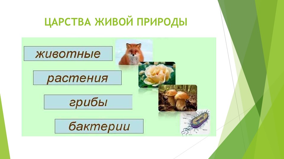 Окружающий мир. Тема: "ЦАРСТВО ГРИБОВ" - Скачать школьные презентации PowerPoint бесплатно | Портал бесплатных презентаций school-present.com