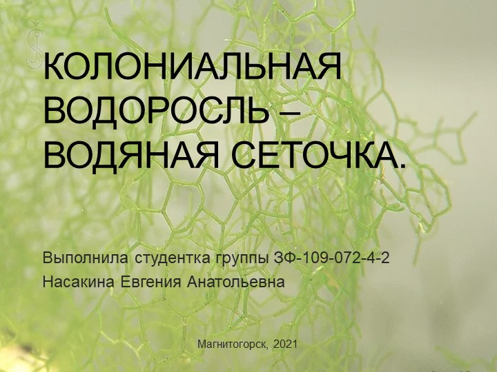 Колониальная водоросль – водяная сеточка. (Естествознание. Окружающий мир. Природоведение. Биология) - Скачать школьные презентации PowerPoint бесплатно | Портал бесплатных презентаций school-present.com