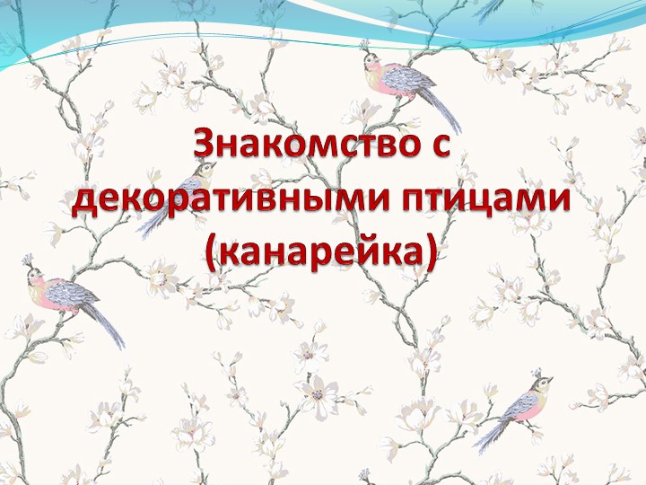Презентация по познавательному развитию. Знакомство с декоративными птицами - Скачать школьные презентации PowerPoint бесплатно | Портал бесплатных презентаций school-present.com