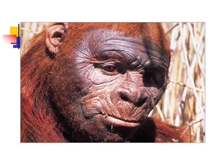 Презентация на тему "Происхождение человека" - Скачать школьные презентации PowerPoint бесплатно | Портал бесплатных презентаций school-present.com