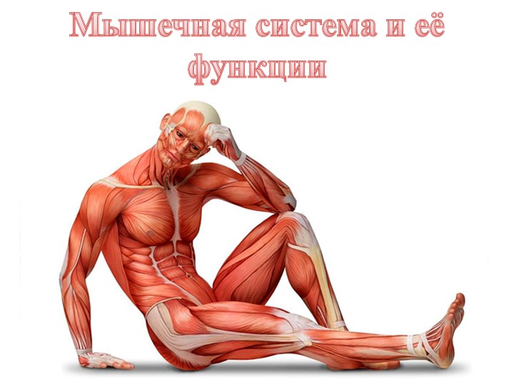 Презентация к уроку биологии: "Мышечная система и её функции" - Скачать школьные презентации PowerPoint бесплатно | Портал бесплатных презентаций school-present.com