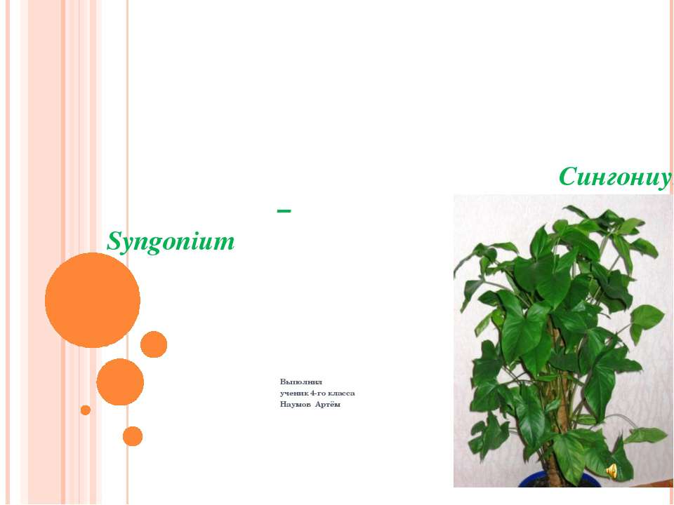 Сингониум – Syngonium - Скачать школьные презентации PowerPoint бесплатно | Портал бесплатных презентаций school-present.com