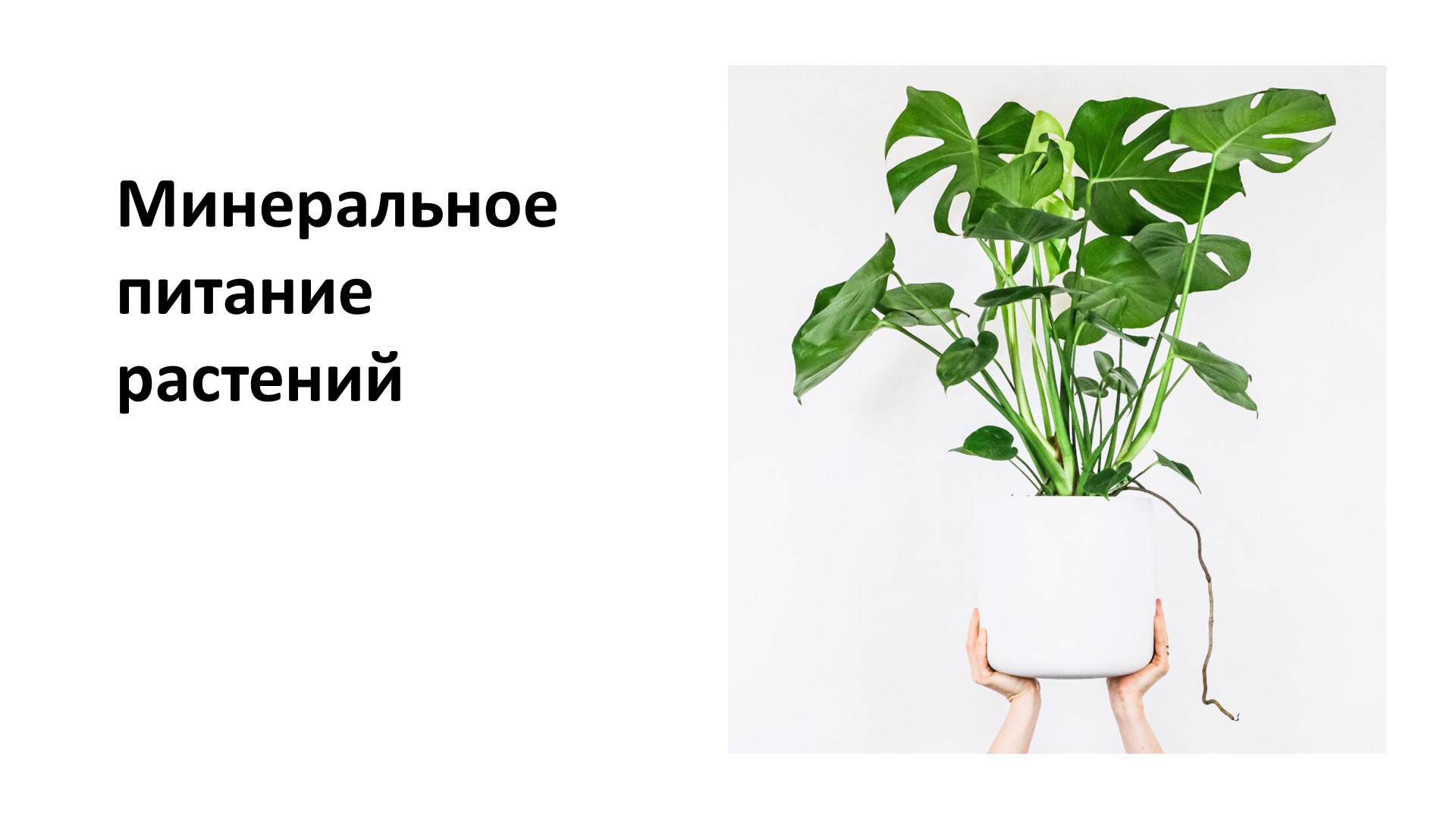 Презентация по биологии на тему "Минеральное питание растений" (6 класс) - Скачать школьные презентации PowerPoint бесплатно | Портал бесплатных презентаций school-present.com