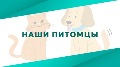 Урок по теме "Эколята - защитники природы" - Скачать школьные презентации PowerPoint бесплатно | Портал бесплатных презентаций school-present.com