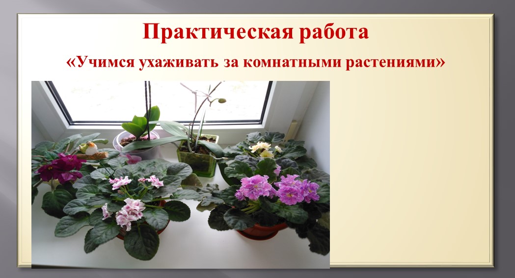 Презентация по уходу за комнатными растениями - Скачать школьные презентации PowerPoint бесплатно | Портал бесплатных презентаций school-present.com