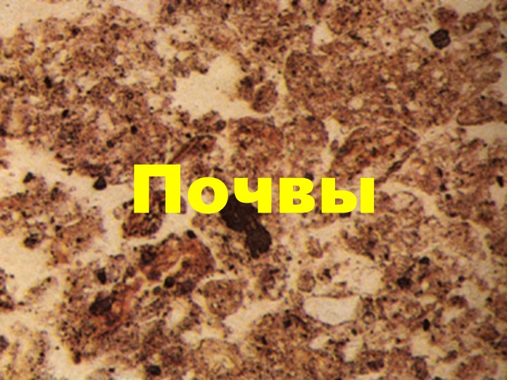 Презентация по теме "Почвы РФ" - Скачать школьные презентации PowerPoint бесплатно | Портал бесплатных презентаций school-present.com