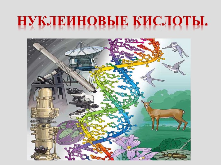 Презентация по биологии на тему "Нуклеиновые кислоты" - Скачать школьные презентации PowerPoint бесплатно | Портал бесплатных презентаций school-present.com