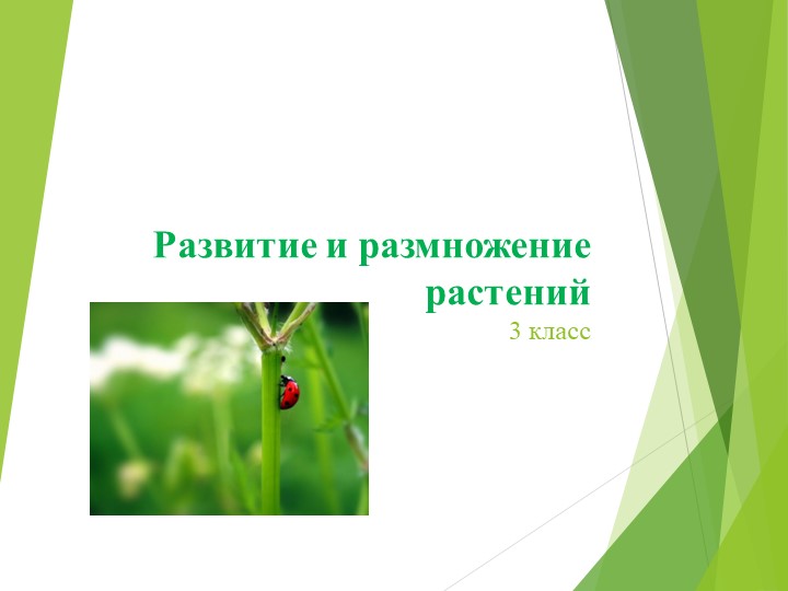 Презентация к уроку окружающего мира на тему "Развитие и размножение растений" - Скачать школьные презентации PowerPoint бесплатно | Портал бесплатных презентаций school-present.com