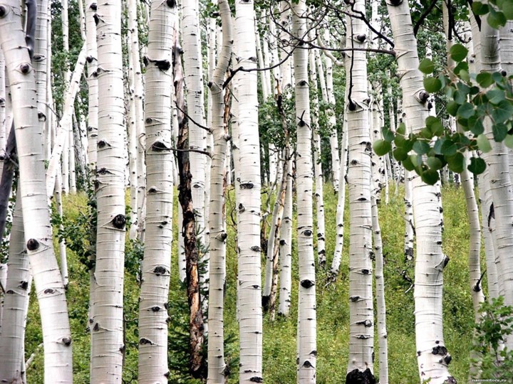 Классный час "Мы за мир" - Скачать школьные презентации PowerPoint бесплатно | Портал бесплатных презентаций school-present.com