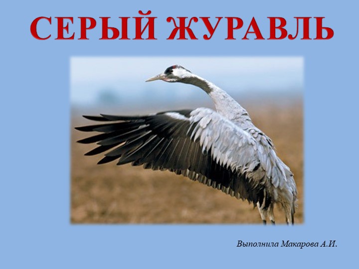 Презентация к уроку биологии "Журавль" - Скачать школьные презентации PowerPoint бесплатно | Портал бесплатных презентаций school-present.com