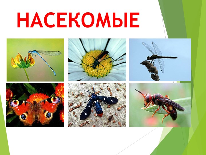 Презентация по биологии на тему НАСЕКОМЫЕ - Скачать школьные презентации PowerPoint бесплатно | Портал бесплатных презентаций school-present.com
