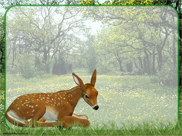 Презентация к уроку по окружающему миру:"Разнообразие животных" - Скачать школьные презентации PowerPoint бесплатно | Портал бесплатных презентаций school-present.com