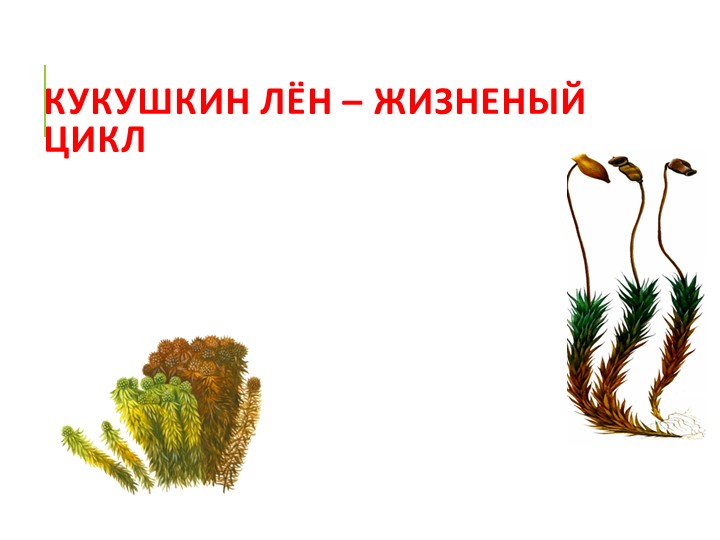 "Кукушкин лен - размножение" - Скачать школьные презентации PowerPoint бесплатно | Портал бесплатных презентаций school-present.com