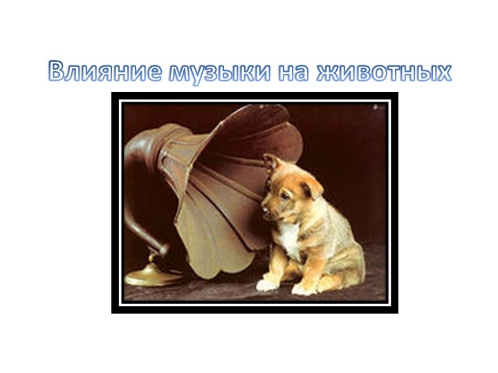 Консультация :Влияние музыки на животных - Скачать школьные презентации PowerPoint бесплатно | Портал бесплатных презентаций school-present.com