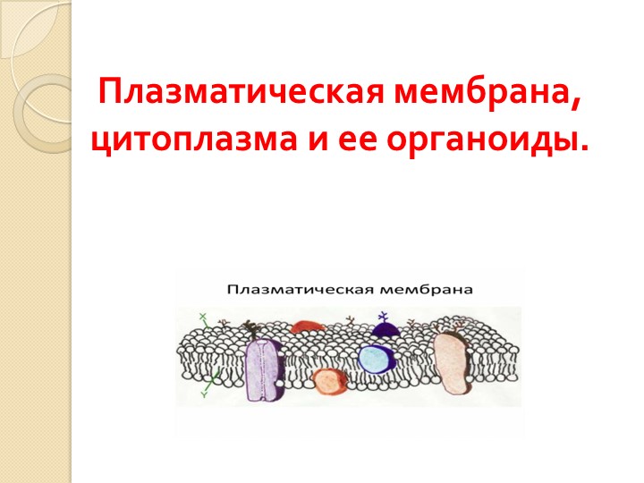 Презентация по биологии на тему "Плазматическая мембрана, цитоплазма и ее органоиды" - Скачать школьные презентации PowerPoint бесплатно | Портал бесплатных презентаций school-present.com