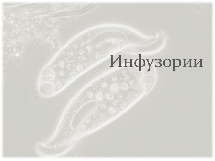 Презентация урока на тему "Инфузории" - Скачать школьные презентации PowerPoint бесплатно | Портал бесплатных презентаций school-present.com