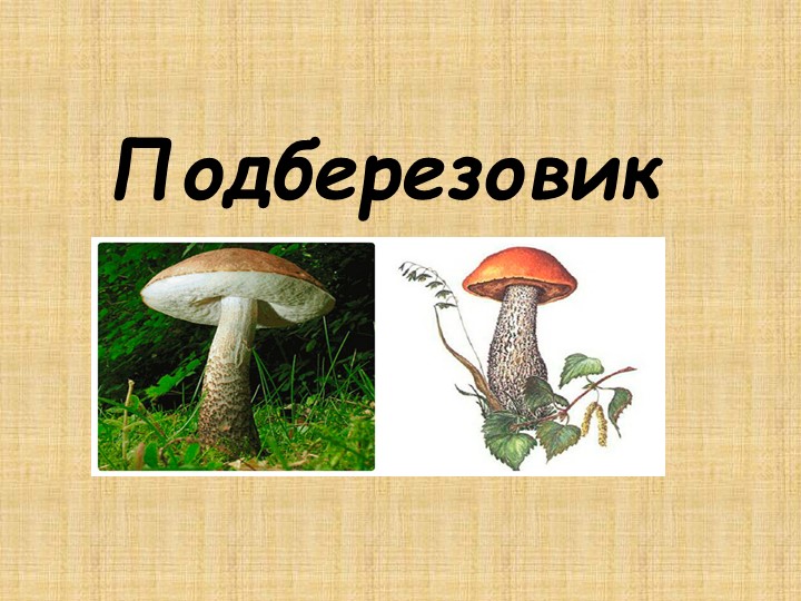 Презентация по окружающему миру " Подберезовик" - Скачать школьные презентации PowerPoint бесплатно | Портал бесплатных презентаций school-present.com