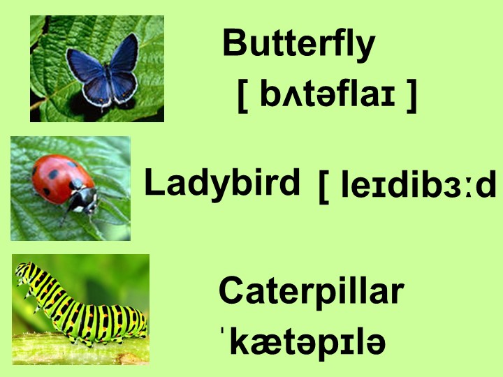 Презентация по английскому языку "Насекомые"(7 класс) - Скачать школьные презентации PowerPoint бесплатно | Портал бесплатных презентаций school-present.com