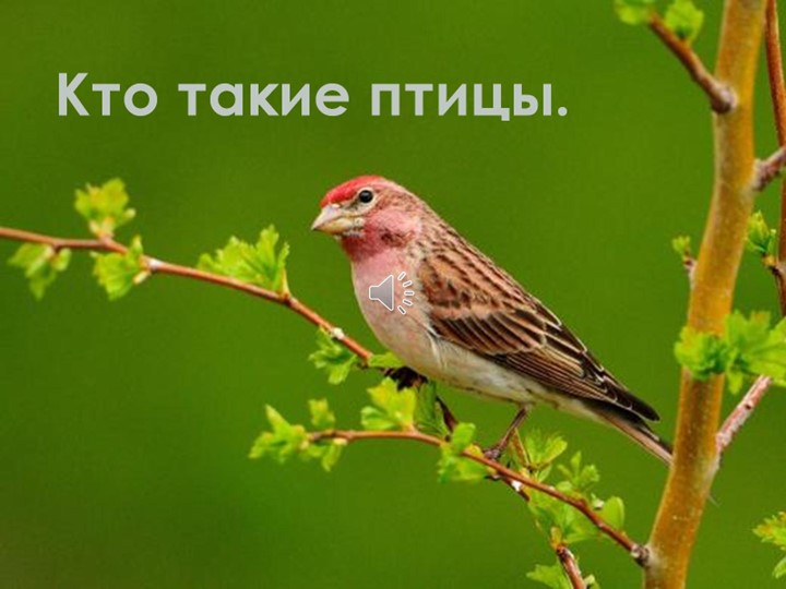 Презентация на тему "Птицы" - Скачать школьные презентации PowerPoint бесплатно | Портал бесплатных презентаций school-present.com