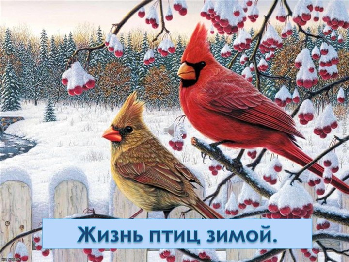 Презентация на тему "Птицы зимой" - Скачать школьные презентации PowerPoint бесплатно | Портал бесплатных презентаций school-present.com