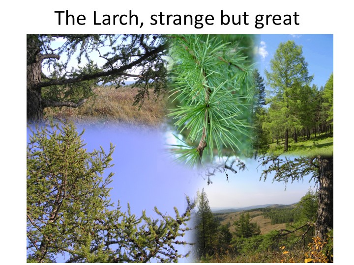 Презентация к открытому уроку "The Larch(лиственница)" - Скачать школьные презентации PowerPoint бесплатно | Портал бесплатных презентаций school-present.com