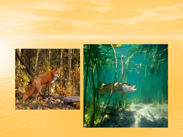 Презентация "Представители сред обитания" - Скачать школьные презентации PowerPoint бесплатно | Портал бесплатных презентаций school-present.com