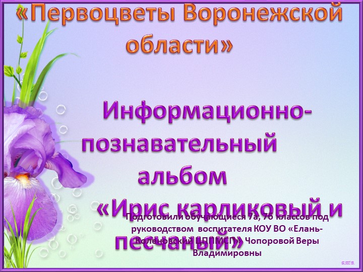 Презентация - Информационно-познавательный альбом "Ирис карликовый и песчаный" - Скачать школьные презентации PowerPoint бесплатно | Портал бесплатных презентаций school-present.com