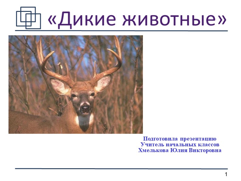Презентация по миру природы и человека по теме: "Дикие животные". - Скачать школьные презентации PowerPoint бесплатно | Портал бесплатных презентаций school-present.com