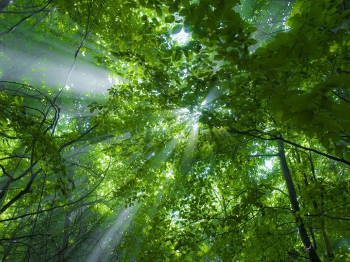 Презентация по миру природы и человека по теме: "Домашние животные". - Скачать школьные презентации PowerPoint бесплатно | Портал бесплатных презентаций school-present.com